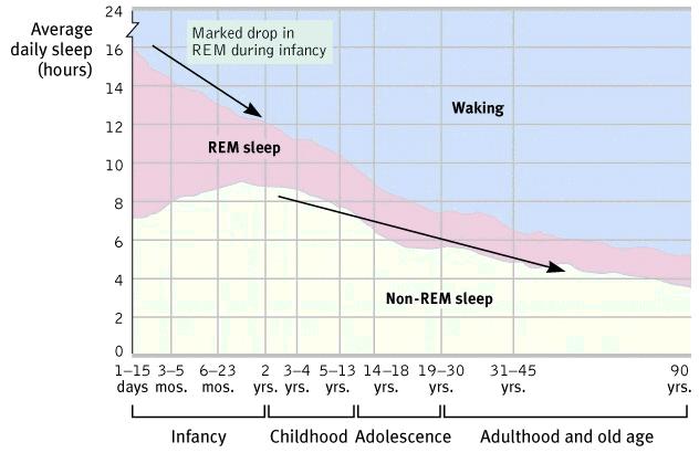 Dreams Sleep Across the Lifespan As Information Processing helps facilitate memories REM Rebound REM sleep increases following REM