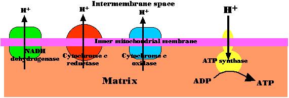 4. The gradient of protons formed across the inner membrane by this process of active transport forms a miniature battery. 5.