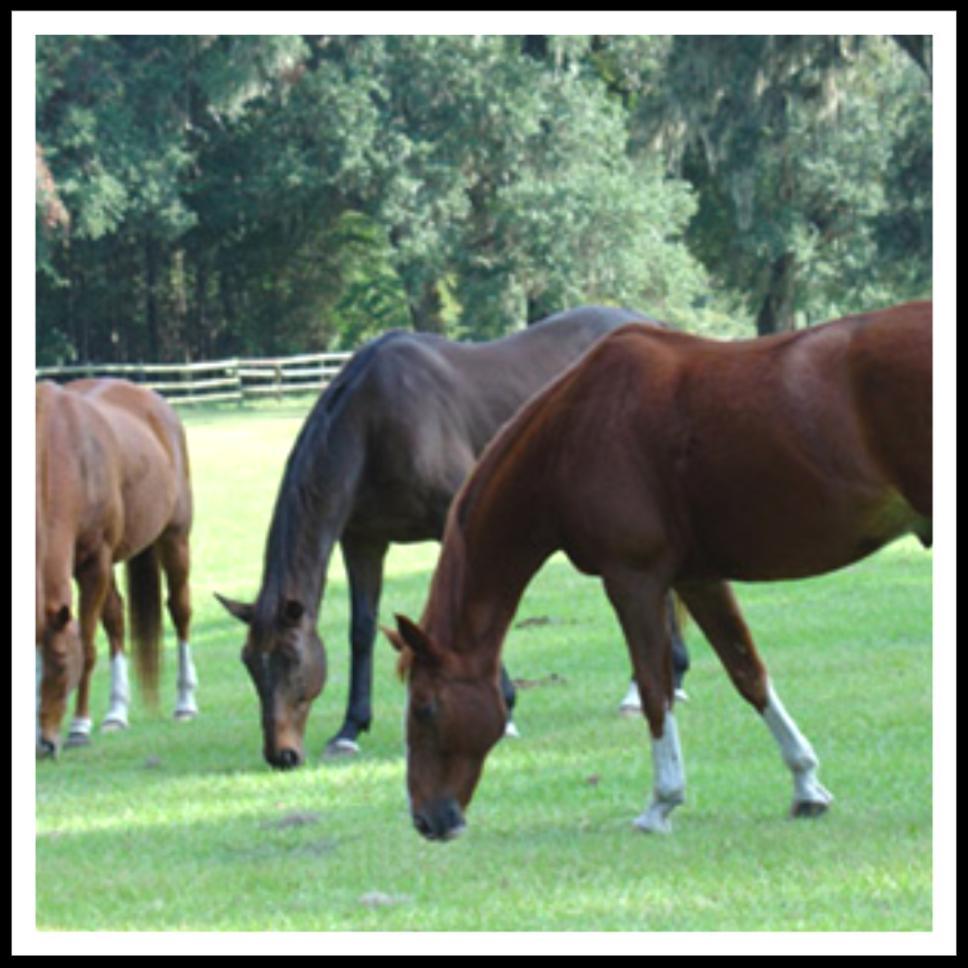 -Horses at grass are eating foods with a higher moisture content -Horses at grass are exposed to a steady diet of a broader range of plant species -Horses at grass will be self-exercising which keeps