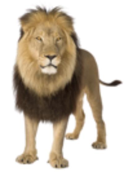 Species Information Cards African Lion Panthera leo African lions currently range in east, south and central Africa, in grassy plains, savannahs, open woodlands and scrub country.