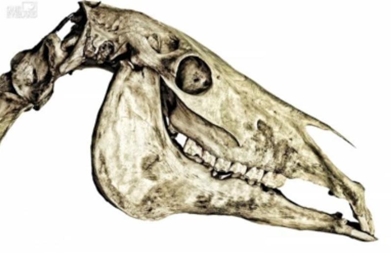 Data Set 2: Dentition Name: Mammals have highly specialized dentition, or tooth
