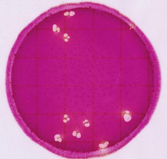Interpretation Guide: 3M Petrifilm Enterobacteriaceae Count Plate An indicator in the 3M Petrifilm Enterobacteriaceae Count Plate colors all colonies red.
