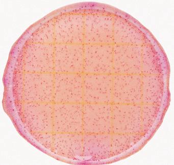 Figure 4 Enterobacteriaceae Count = 35 Figure 5 Enterobacteriaceae Count = 77 The recommended counting range on 3M Petrifilm Enterobacteriaceae Count Plates is 15 100 colonies.