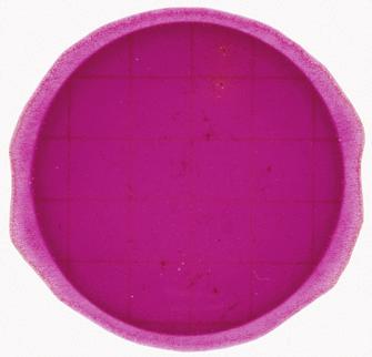 Figure 9 Enterobacteriaceae Count = 44 Artifact bubbles may result from improper inoculation of the 3M Petrifilm Enterobacteriaceae Count Plate.