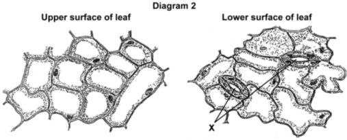 (b) Diagram 2 shows the appearance of each surface of the leaf as seen through a microscope. (i) Name the spaces labelled X.
