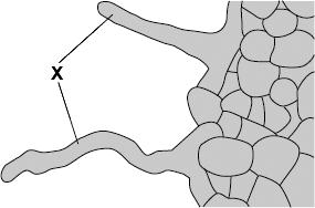 Q23. The diagram shows part of a plant root. A large number of structures like the ones labelled X grow out of the surface of the root. (a) (i) What is the name of structure X?