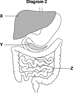 (b) Diagram 2 shows the digestive system. (i) In which part of the digestive system, X, Y or Z, are most villi found? (ii) There are about 2000 villi in each cm 2 of this part of the digestive system.