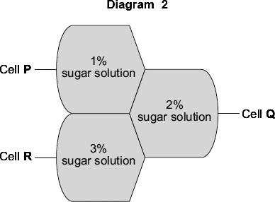 (ii) Differences in the concentration of sugars in cells cause water to move into or out of cells at different rates. Diagram 2 shows three different cells, P, Q and R.