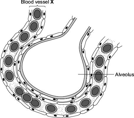 Q30. The diagram shows an alveolus and a blood vessel in the lung. (a) Draw a ring around the correct answer to complete each sentence. an artery.