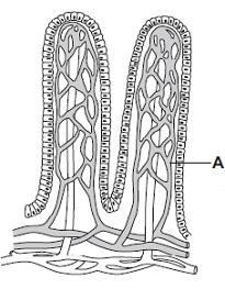 Q31. Villi are found in some parts of the digestive system. Diagram 1 shows two villi.
