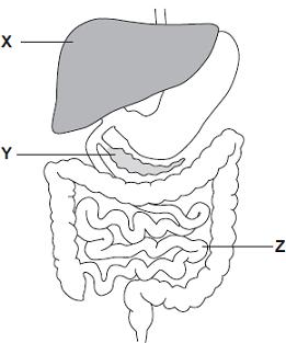 (b) Diagram 2 shows the digestive system. Diagram 2 (i) In which part of the digestive system, X, Y or Z, are most villi found?