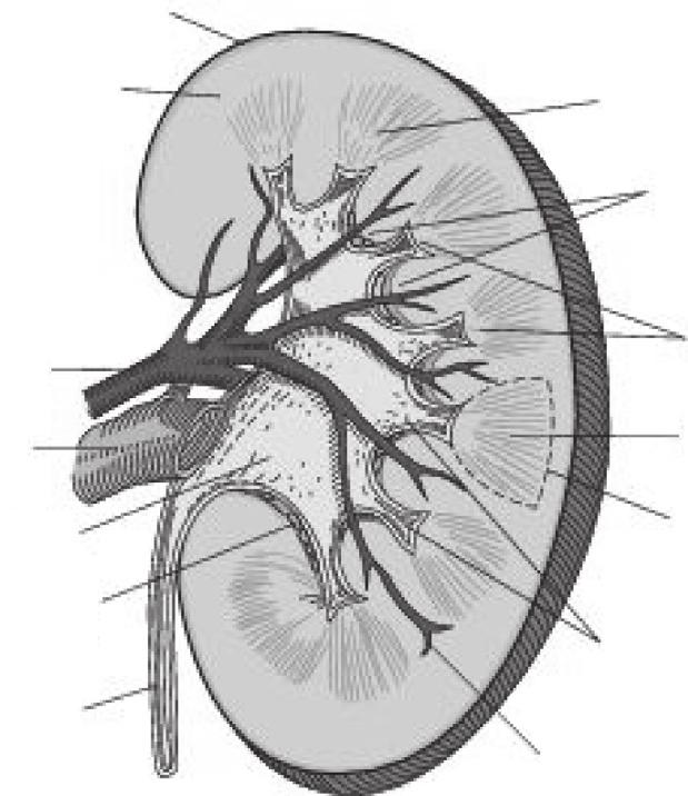 2 A Clinical Guide to Nutrition Care in Kidney Disease Renal artery Renal vein Capsule Cortex Renal pelvis Perirenal fat in renal sinus Ureter Medulla Renal columns (of Bertin) Calyces Arcuate artery