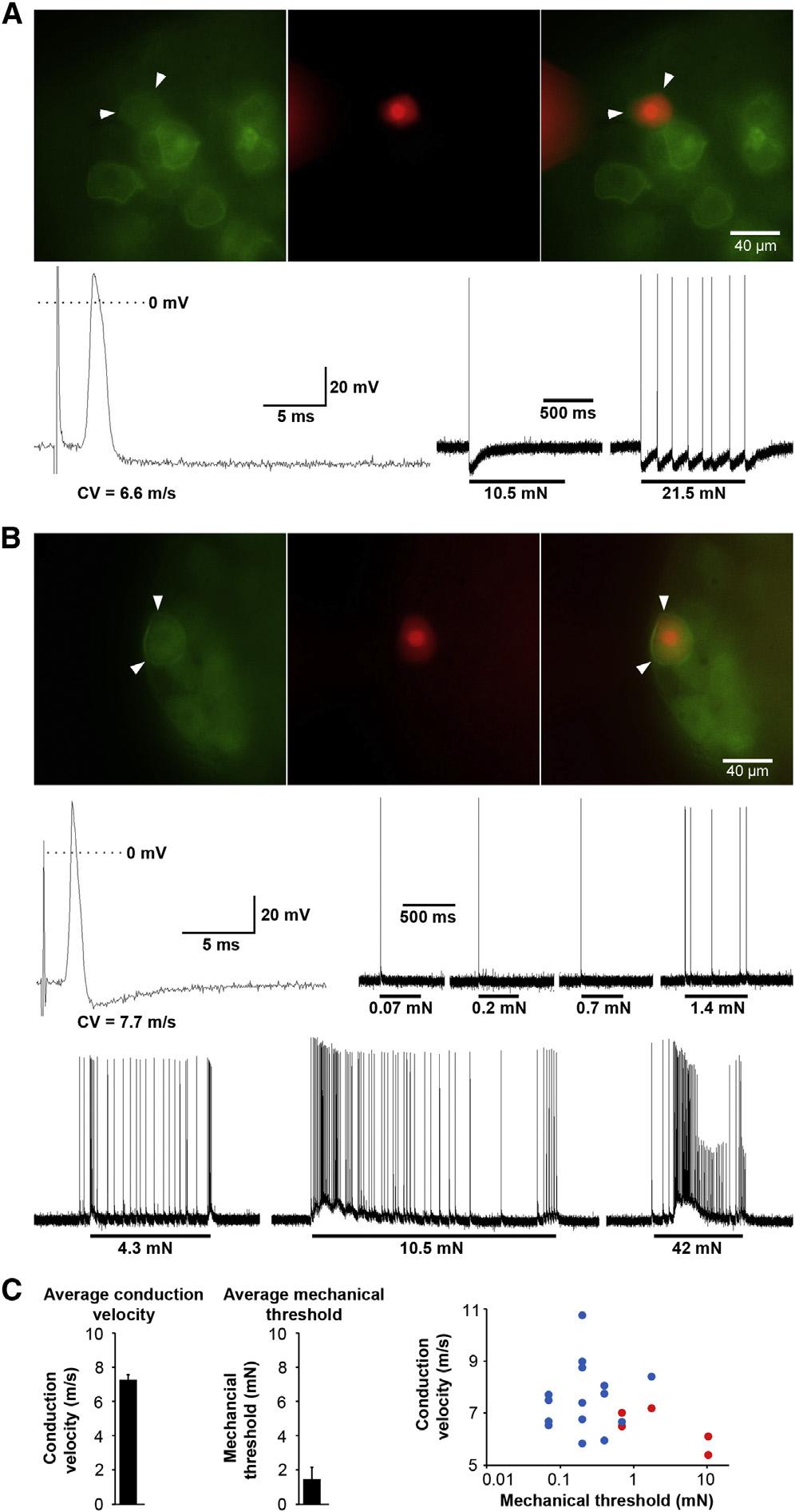 Figure 6. DORGFP-Expressing DRG Neurons Are Mechanosensitive and Include High- and Low-Threshold Ad Mechanonociceptors (A) The conduction velocity (CV, 6.