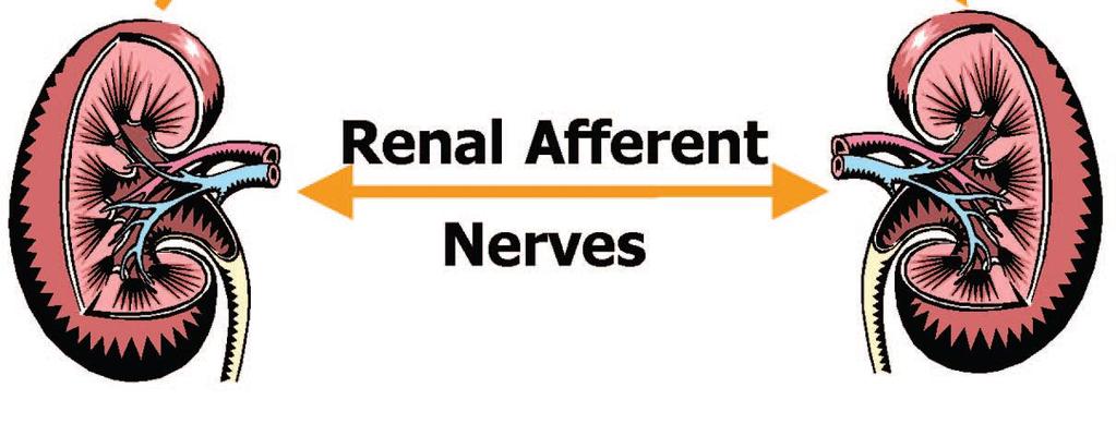 Renal Sympathetic Innervation and