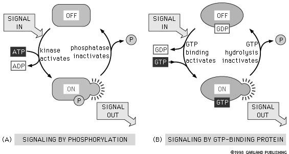 Intracellular signaling proteins that act as molecular switches Other signaling