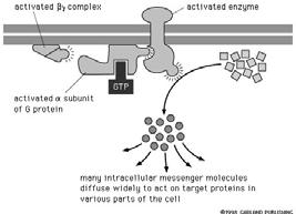 G-proteins activate enzymes that catalyze the synthesis of messenger molecules G-protein coupled receptors signal by several mechanisms