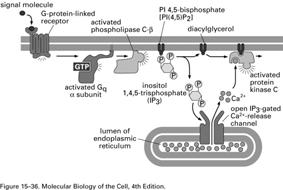 capk=pka Modification of a common phospholipid
