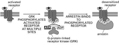 CaM Kinase II phosphorylates a wide range of cellular proteins