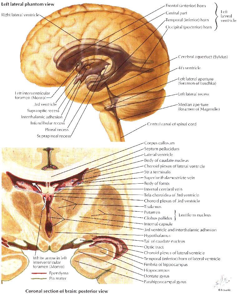 STILL MORE BASAL GANGLIA: summary of projections Gross Anatomy of the hated GANGLIA: Corpus callosum Septum pellucidum Lateral ventricle Body of