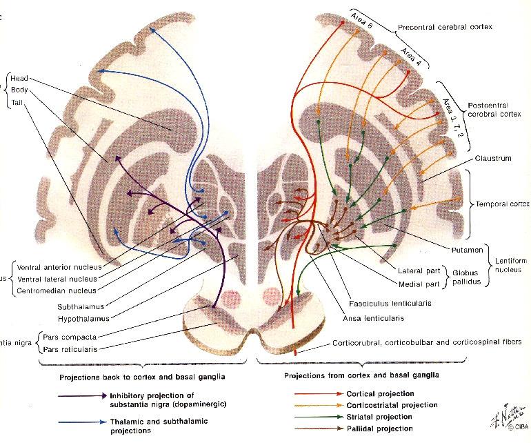 ventricle Stria Terminalis Superior thalamostriate vein Body of fornix Internal cerebral vein Tela choroidea of 3 rd ventricle Choroid plexus of 3 rd