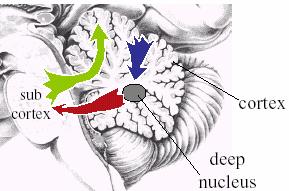 e its in the brainstem) DEEP NUCLEI: - Sit in the white matter, deep inside the cerebellum - Produce the major output of the cerebellum DENTATE: looks just