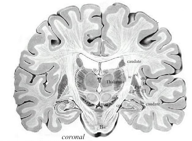 - separated from globus pallidus by thin lateral medullary lamina. - Connections of putamen are similar to caudate: inputs from frontal cortex; outputs to globus pallidus.