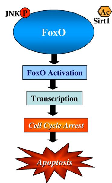 FoxO in cancer development Reagan-Shaw, 2007 Tumor suppressor FoxO inactivation in