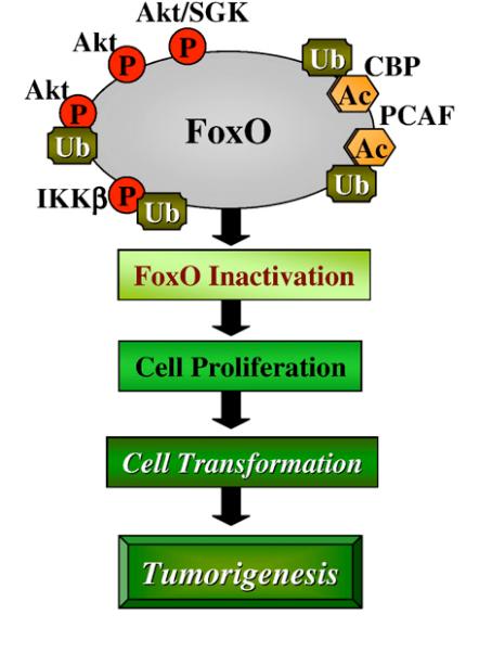 chromosomal translocations in tumors LOF of FoxOs in conditional KO models results