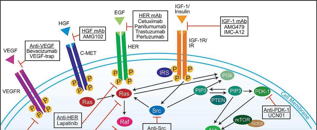 ekspresija EGFR proteina, koja se najčešće određuje imunohistohemijski, je inicijalno smatrana početnim kriterijumom u studijama koje su procenjivale EGFR inhibitore.
