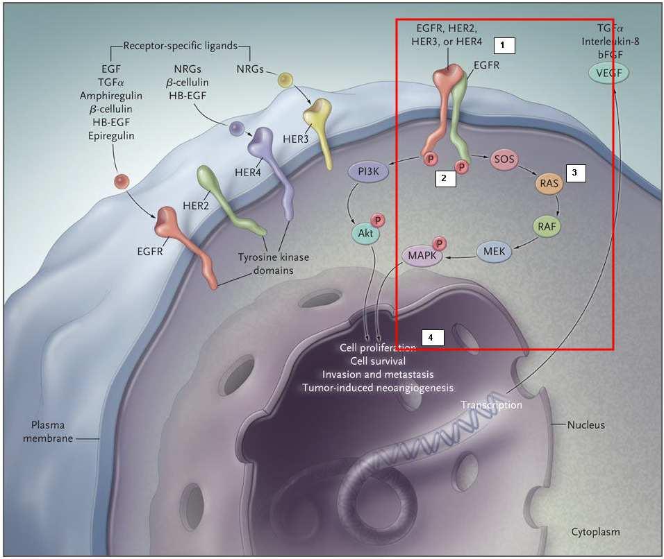 angiogenezi, migraciji i invaziji, svim ključnim komponentama tumorske patogeneze (pregled u Spano et al., 2005). Nasuprot tome, vezivanje antitela za EGFR vodi blokiranju nizvodne signalizacije.