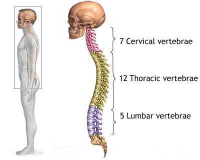 Safe Lifting - Training Explain how the spine works Cervical,
