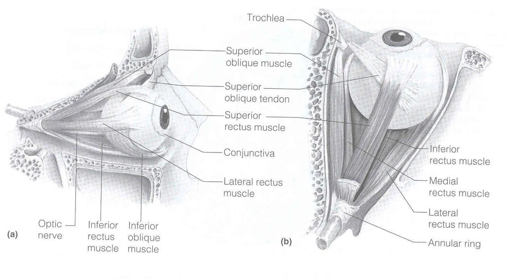 Name Controlling Cranial Nerve Action Lateral retcus VI (abducens) Moves eye laterally Medial rectus III (oculomotor) Moves eye medially Superior rectus III (oculomotor) Elevates eye or rolls it