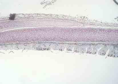 assay in histopathology sections of trachea