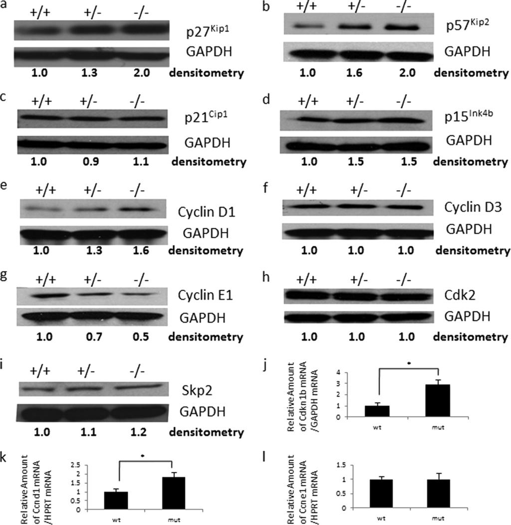 Role of 14-3-3 in Compaction FIG 6 Deletion of 14-3-3ε downregulates cyclin E1 while upregulating cyclin D1 and p27 Kip1 through transcriptional and possibly posttranscriptional mechanisms.
