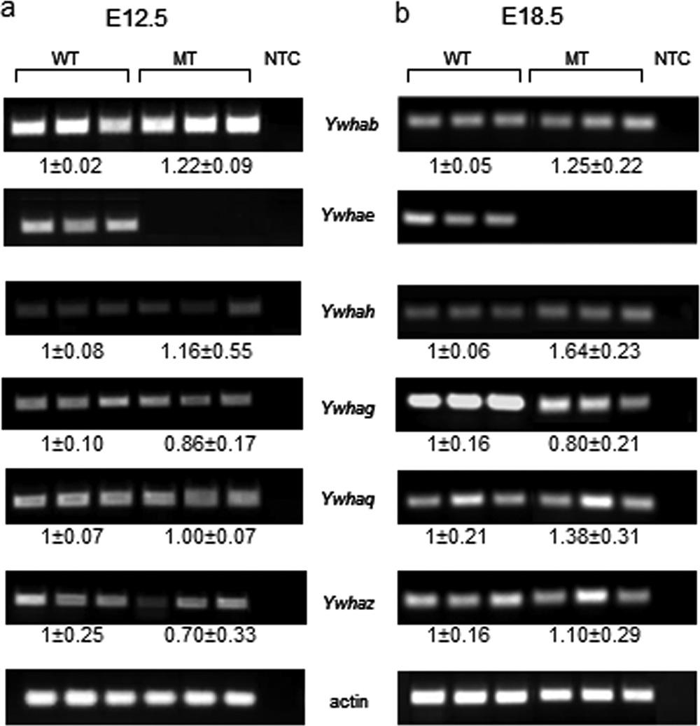 Kosaka et al. FIG 3 Other 14-3-3 isoforms do not appear to compensate for the deletion of 14-3-3ε. (a and b) Analysis of 14-3-3 protein isoform transcripts by semiquantitative PCR in E12.