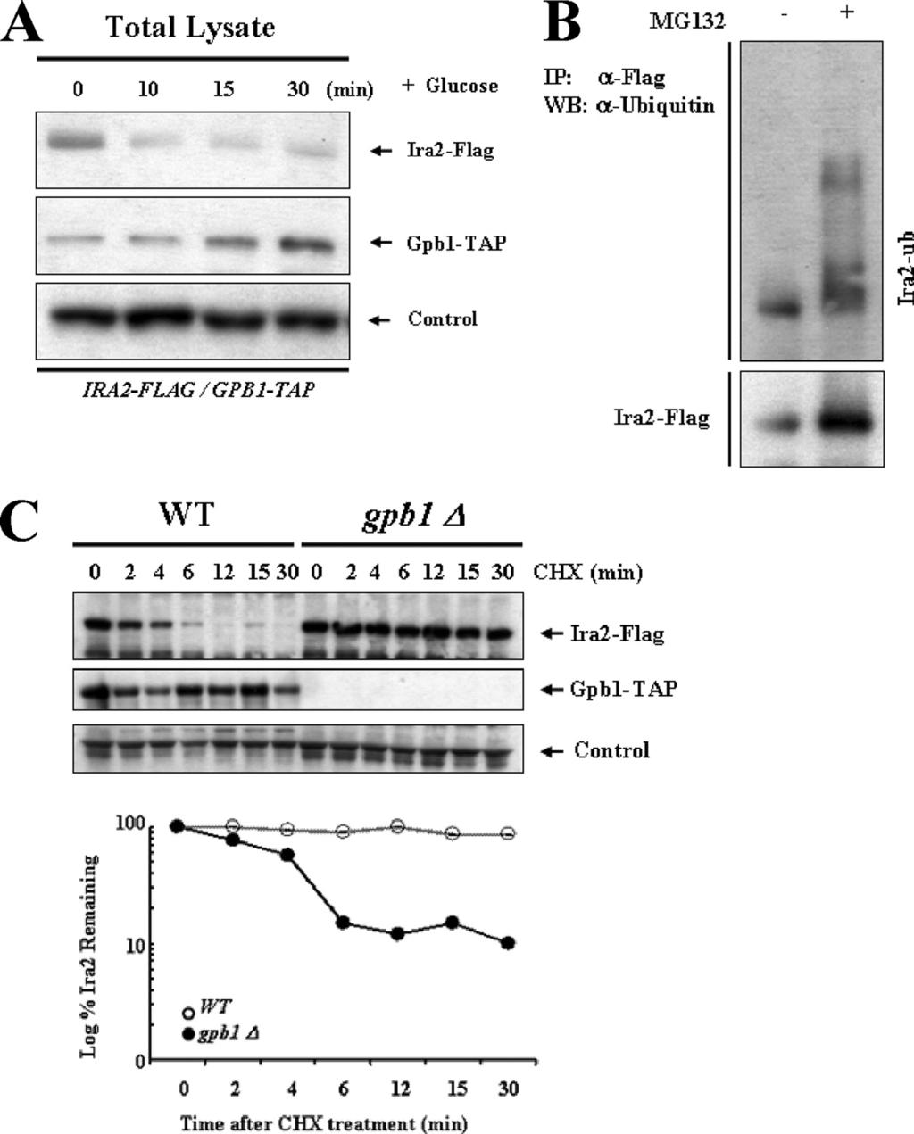 VOL. 30, 2010 NEGATIVE REGULATIONS OF Ira2 AND NEUROFIBROMIN 2271 FIG. 5. Gpb1 targets Ira2 for proteasomal degradation in response to glucose.