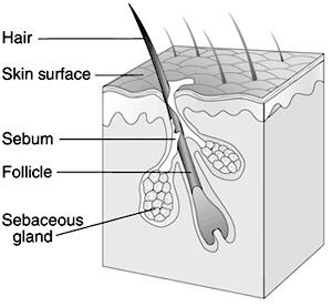 Sebum Sebum is an oily substance that is secreted by sebaceous glands in the skin, which are usually connected to the hair follicle.
