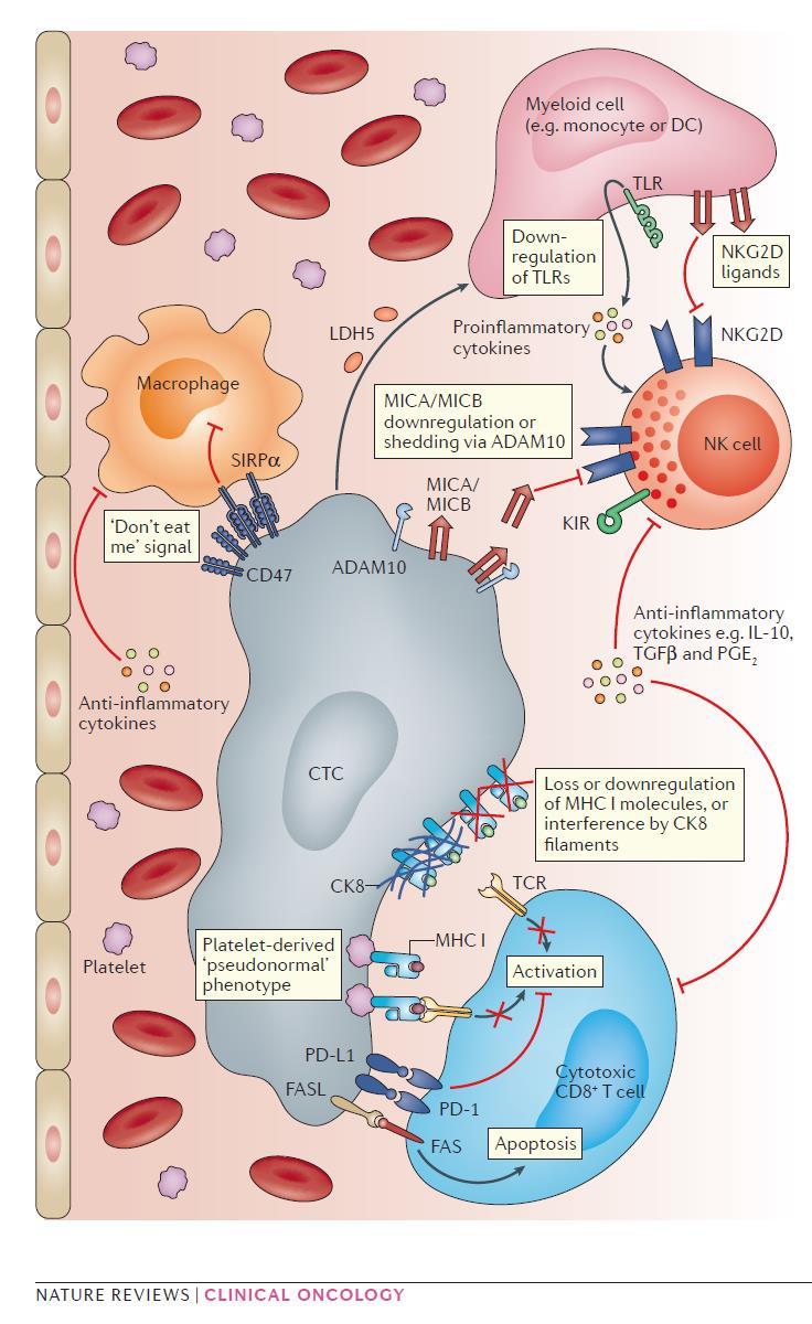 Immune escape mechanisms of CTCs in the peripheral