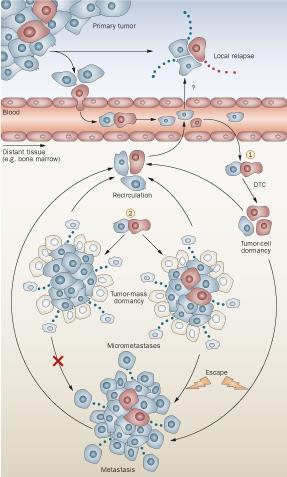 Tumor cell dissemination and cancer dormancy Cancer cells disseminate early into the bone marrow and pose a risk for subsequent relapse (Braun/Pantel et al., NEJM, 2005; Köllermann/Pantel et al.