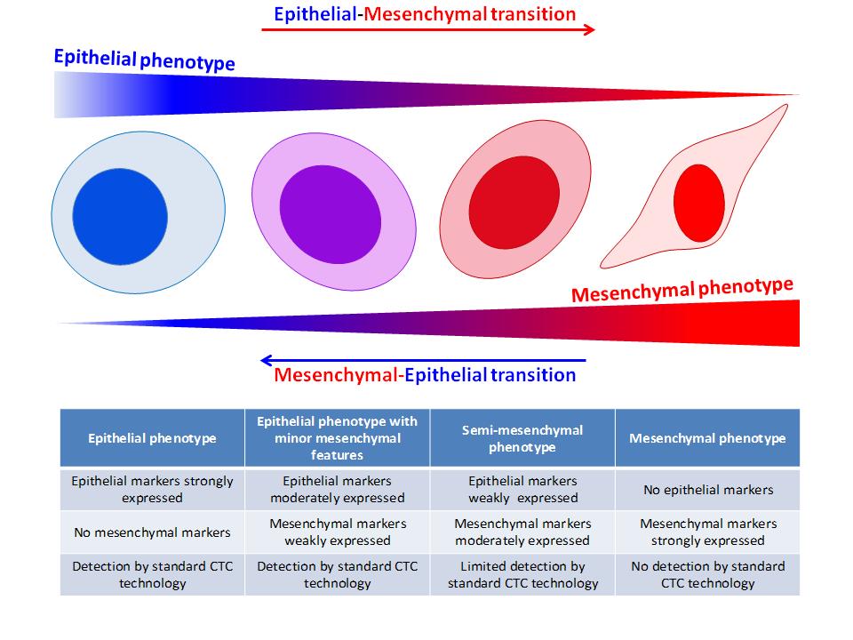 Epithelial-Mesenchymal Plasticity of CTCs Intermediate E/M Phenotypes: Potential