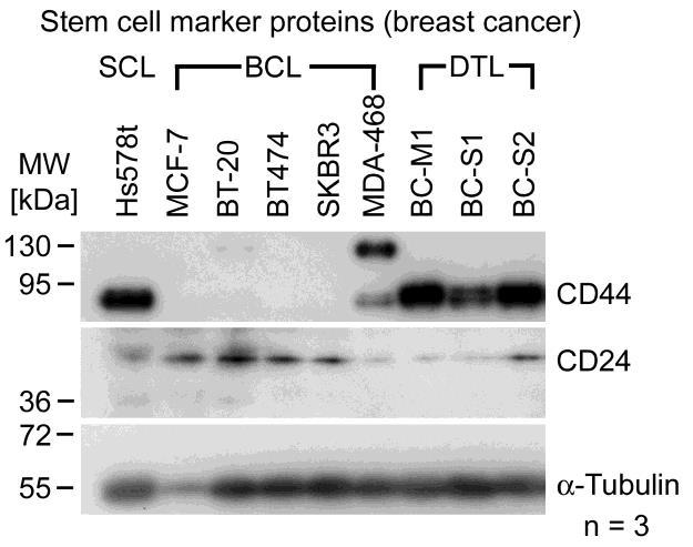 Unfolded protein response Stem cell markers Bartkowiak et