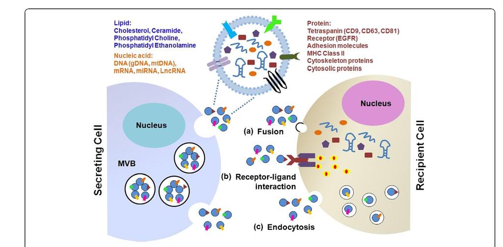 Exosomes: Biogenesis, release, structure and uptake Current challenge: Detection of tumor-derived exosomes Hoshino, Pantel, Lyden et al.
