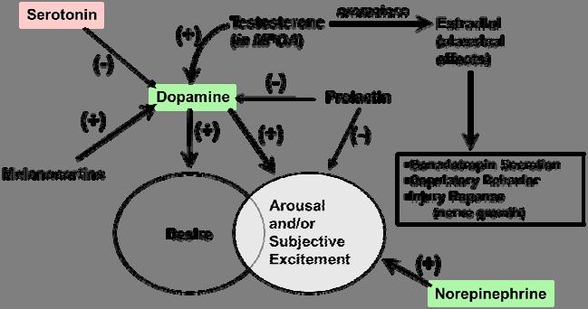 Neurotransmitter/Central Regulation of Desire/Arousal Estrogen Progesterone (+) (-) Serotonin Adapted