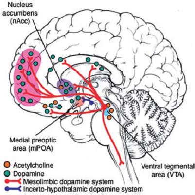 area (mpoa) Paraventricular nucleus Reward and attention processing centers of the ventral tegmental