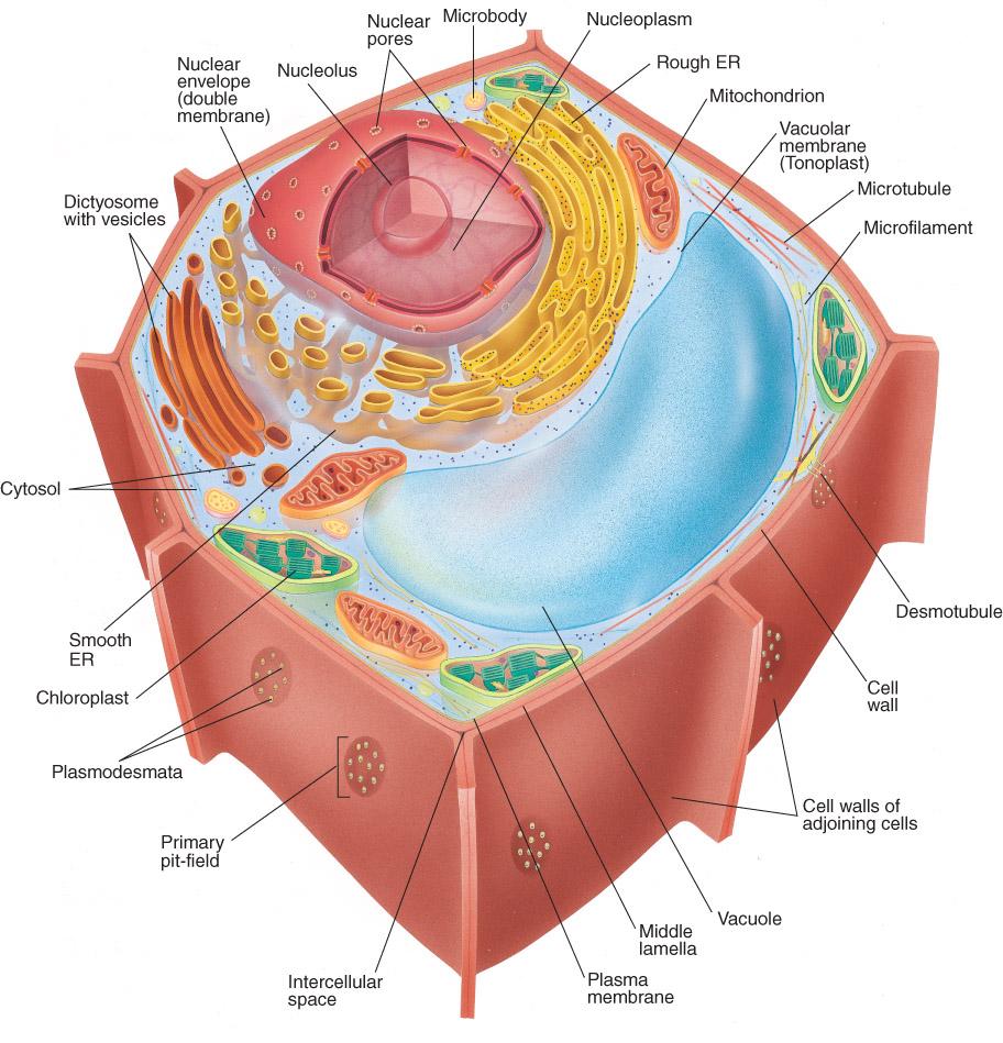 Main differences between plant and animal cells: Plant cells have: cell walls, a large central vacuole, plastids and