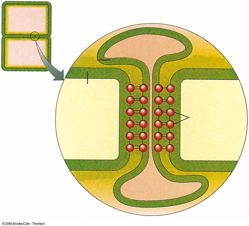Plasmodesmata, connections between plant cells. E.R.
