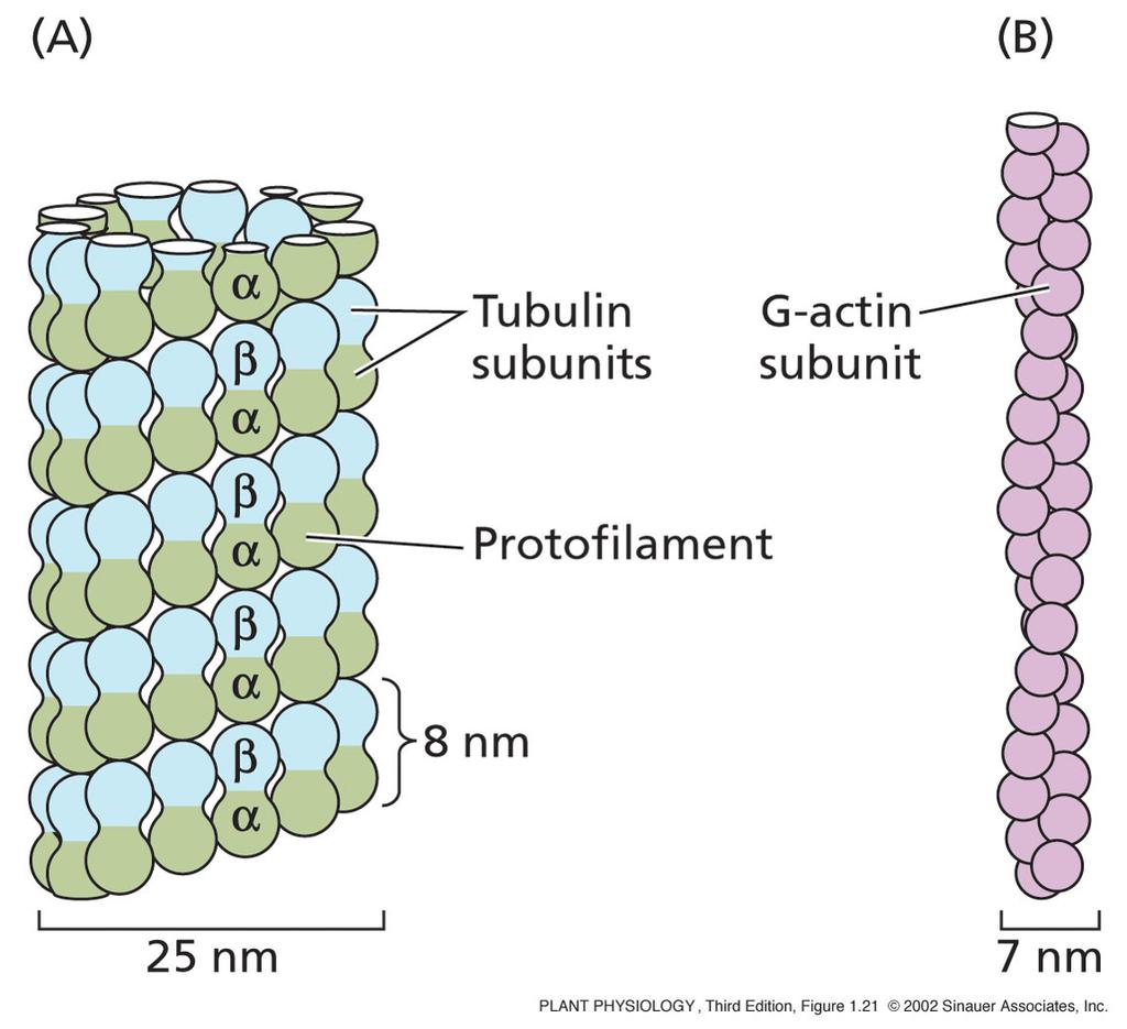 The Cytoskeleton two types of protein fibers: actin microfibers and microtubules.