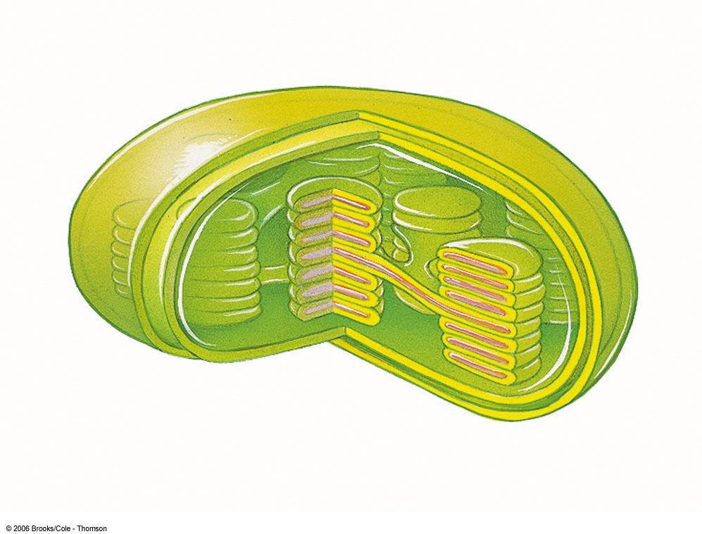 Chloroplast structure two