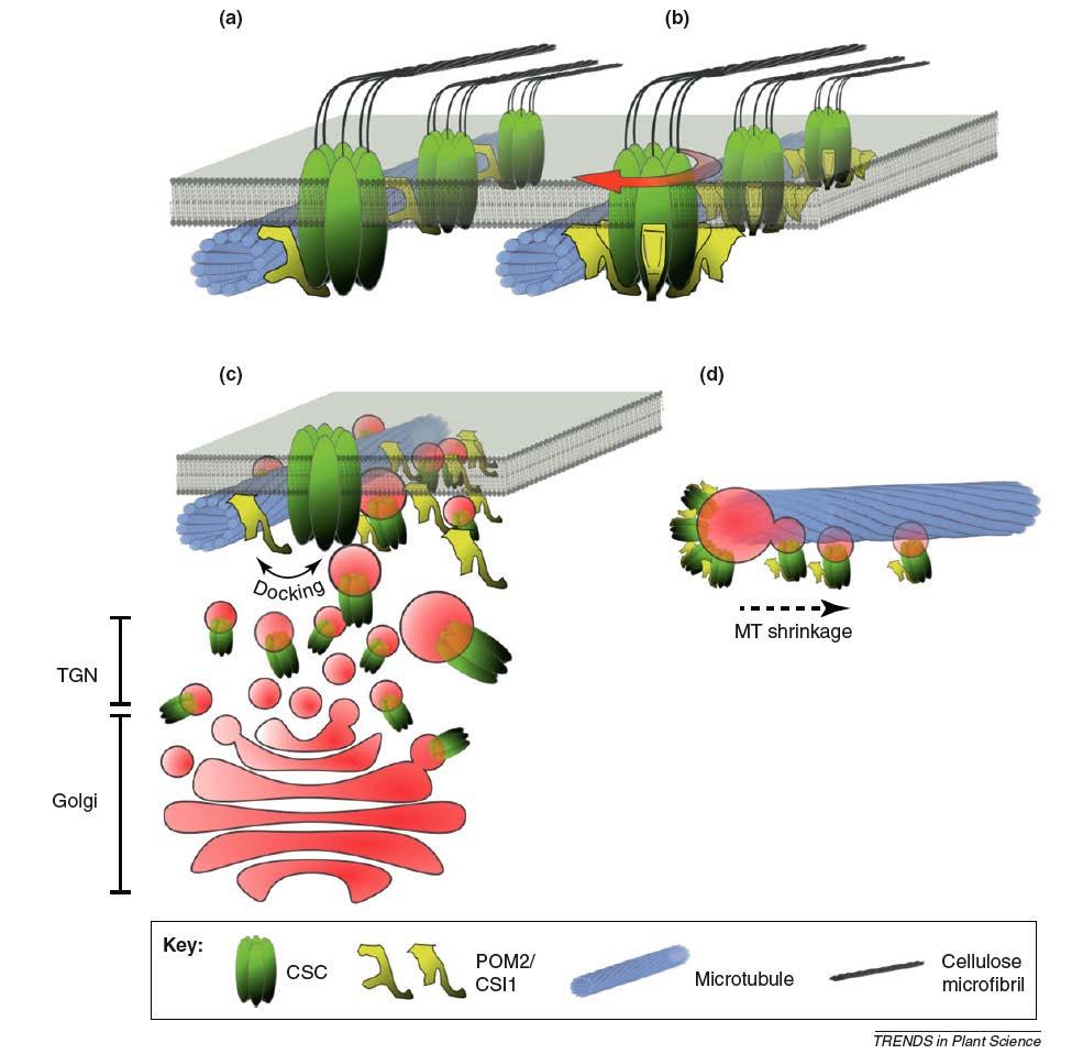 Cellulose synthase is an integral membrane protein that uses cytosolic