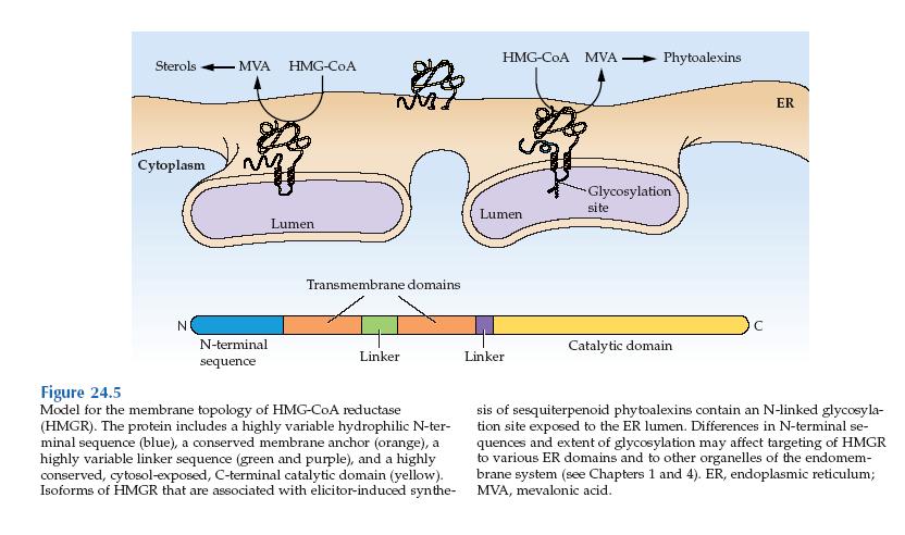 HMG-CoA reductase n Specific HMG-CoA reductase genes can be induced by wounding or pathogen infection.